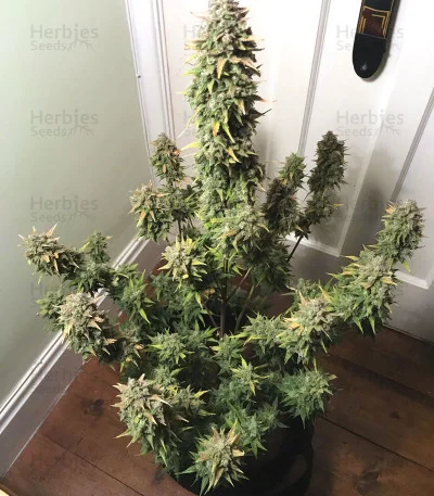 White Crystal Meth van Original Sensible Seeds