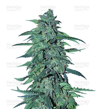 AK XXL van Original Sensible Seeds