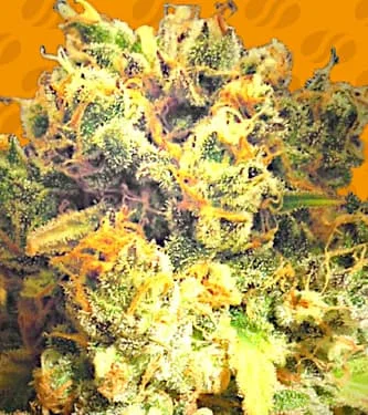 Dr. Bruce Banner CBD van Original Sensible Seeds