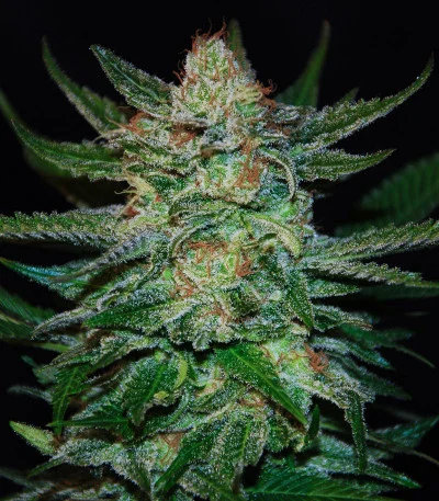 Jack Herer van Original Sensible Seeds