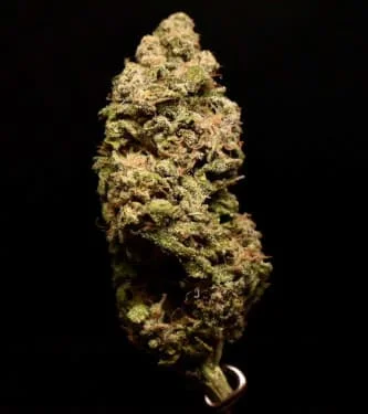 Frosted Guava van Original Sensible Seeds