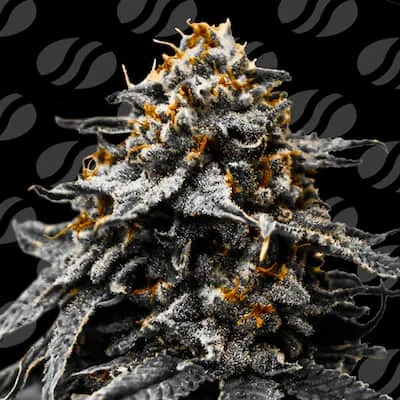 Twilight Zlush van Original Sensible Seeds