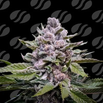 Zoapaya van Original Sensible Seeds