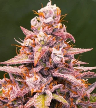 Pink Rozay van Original Sensible Seeds