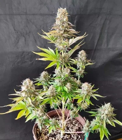 Ghost Train Power van Original Sensible Seeds