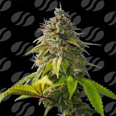 Orange Biscuit van Original Sensible Seeds