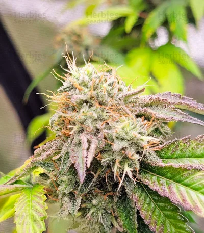 Blackwater van Original Sensible Seeds