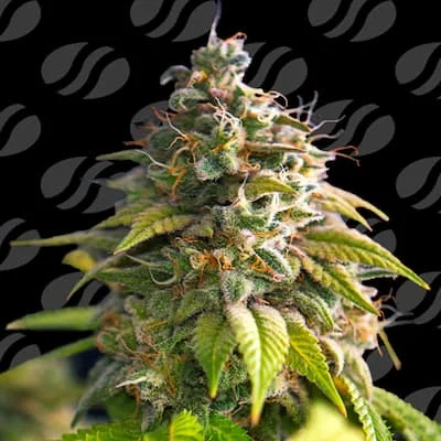 Citrus Slurp van Original Sensible Seeds