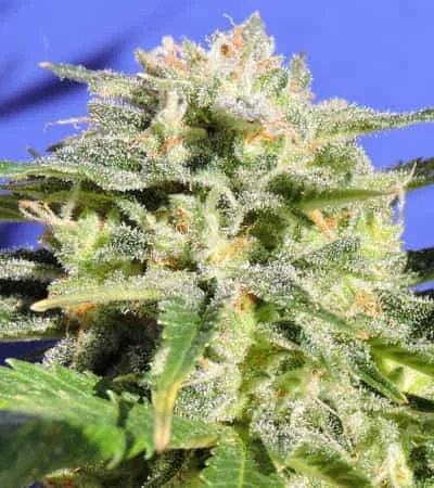 Lemonberry Haze van Original Sensible Seeds