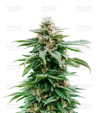 Purple Overload van Original Sensible Seeds