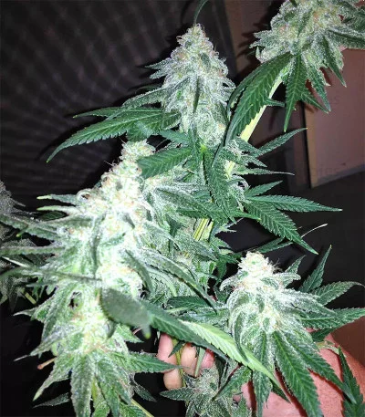 Grandaddy Black van Original Sensible Seeds