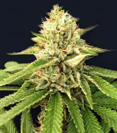 Ghost OG van Original Sensible Seeds