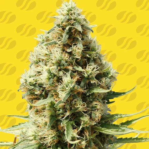 Frosted Guava van Original Sensible Seeds