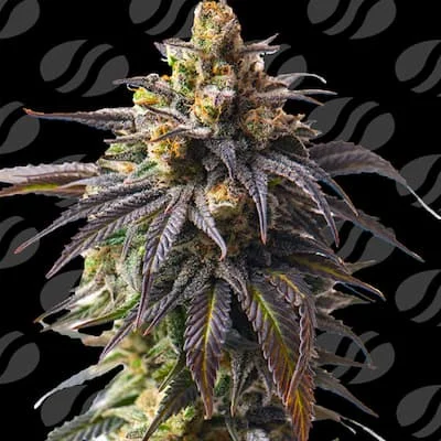Velvet Drip van Original Sensible Seeds