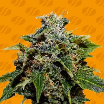 Skunk van Original Sensible Seeds