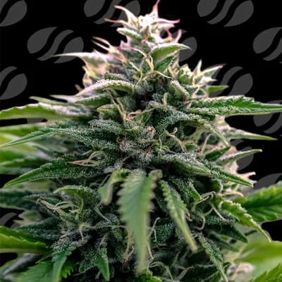 Creamzilla van Original Sensible Seeds