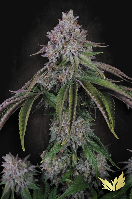 Velvet Mist van Paradise Seeds