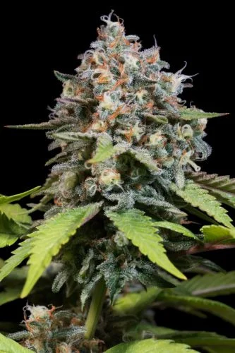 Highway 66 van Paradise Seeds