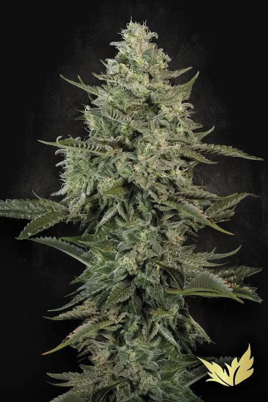 Mendo Creme van Paradise Seeds