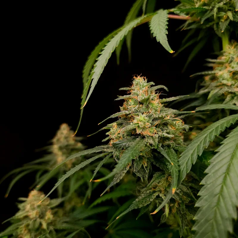 Zesty Bliss van Paradise Seeds