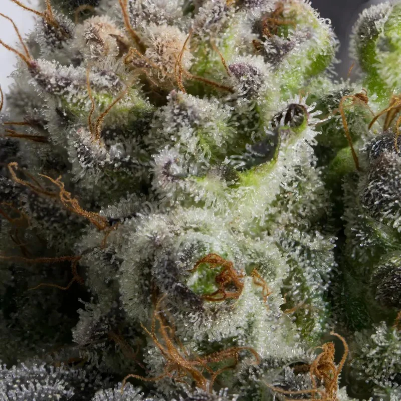 Jacky White van Paradise Seeds