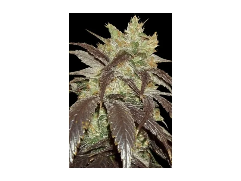 Spoetnik #1 van Paradise Seeds