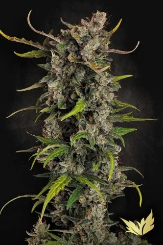 Lemonade van Paradise Seeds