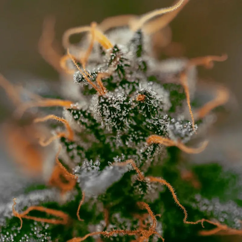 White Berry van Paradise Seeds