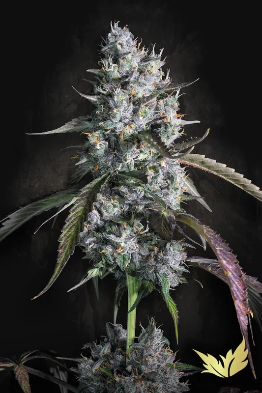 Red Velvet van Paradise Seeds