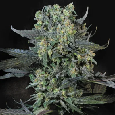 Momo van Paradise Seeds
