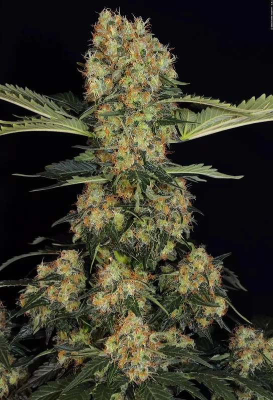 Blue Kush Berry van Paradise Seeds