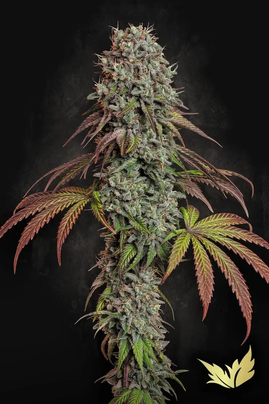 Blue Gem van Paradise Seeds