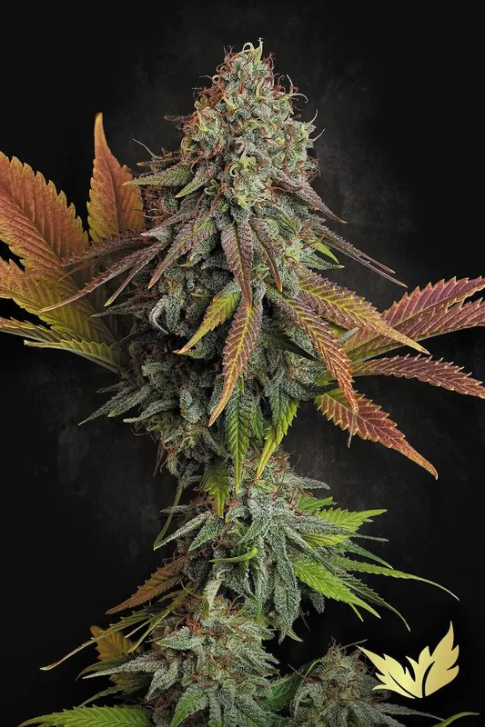 Californian Gold van Paradise Seeds