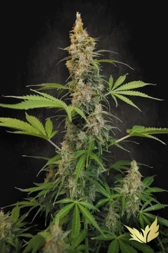 Pandora van Paradise Seeds