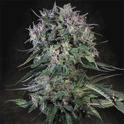 Doppler van Paradise Seeds