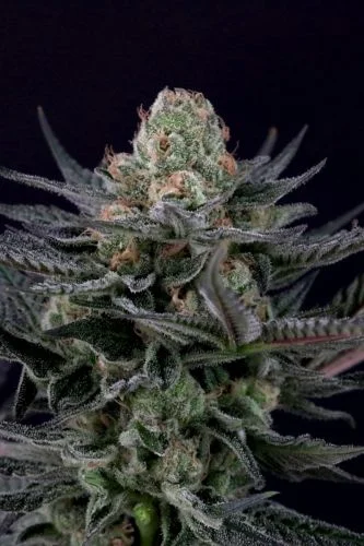 Caramba van Paradise Seeds