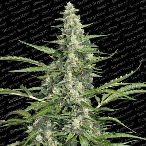 Pandora van Paradise Seeds