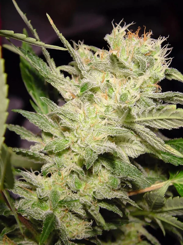 Jack van Paradise Seeds