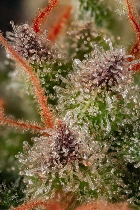 Wappa van Paradise Seeds