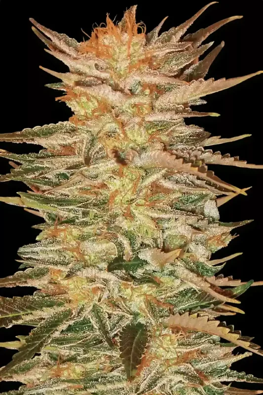 Ice Cream van Paradise Seeds