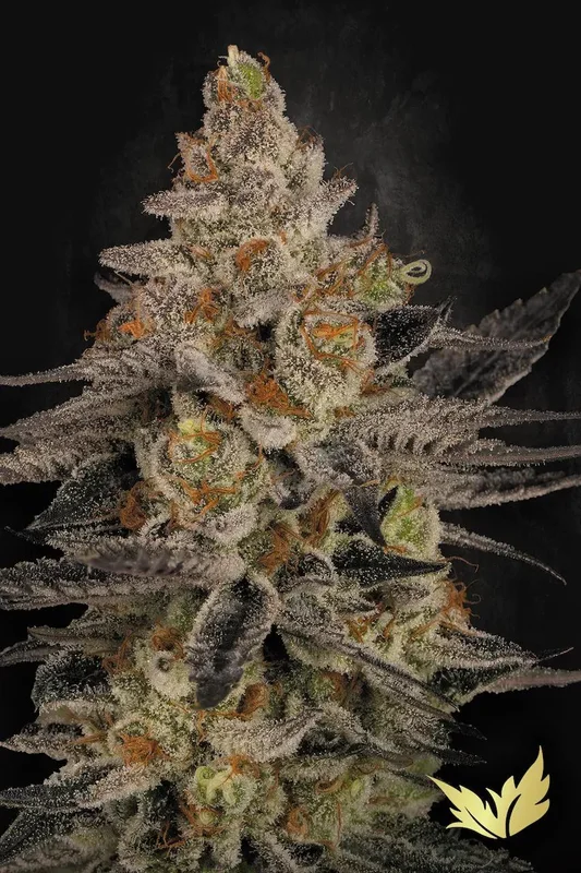 Chocolate Wafflez van Paradise Seeds