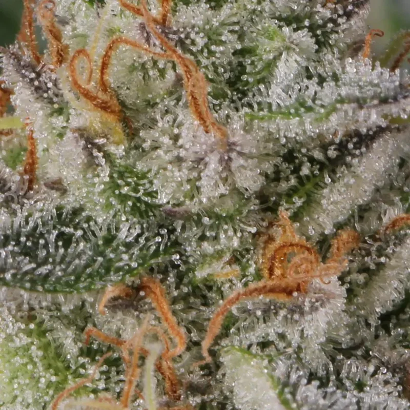 Glowstarz van Paradise Seeds