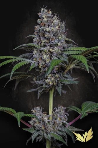 Sweetopia van Paradise Seeds