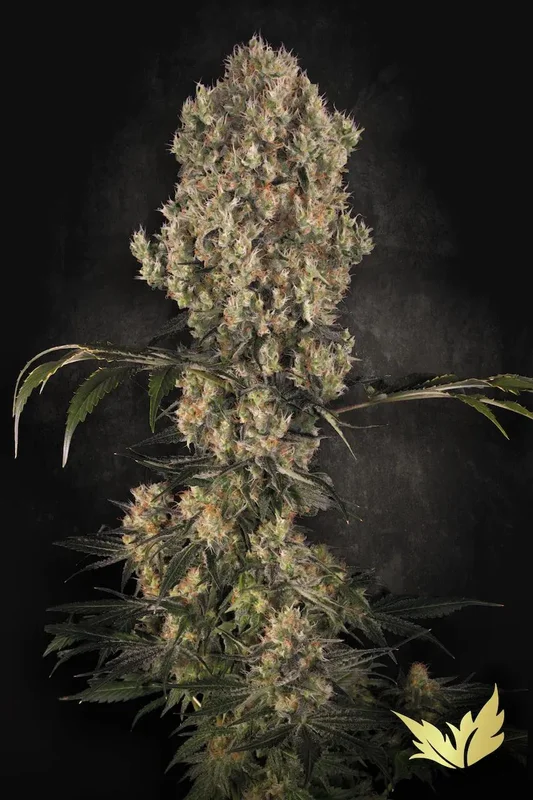 White Berry van Paradise Seeds