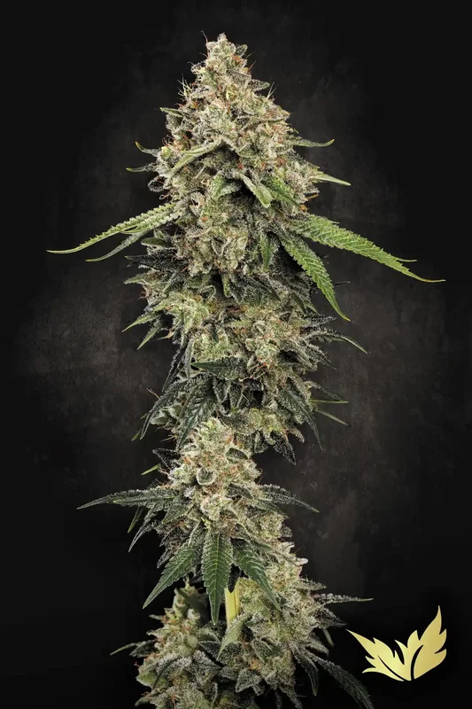 Sensi Star van Paradise Seeds