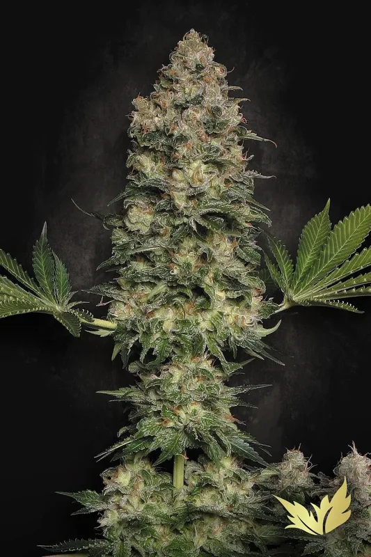 Jacky White van Paradise Seeds