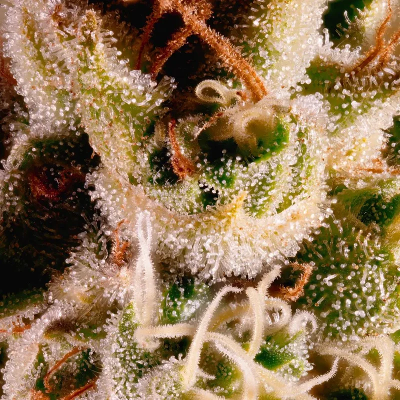 Ice Cream van Paradise Seeds
