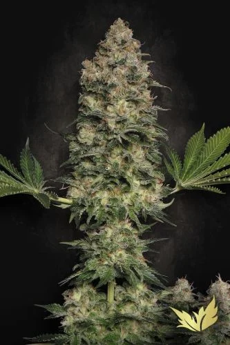 Jacky White van Paradise Seeds