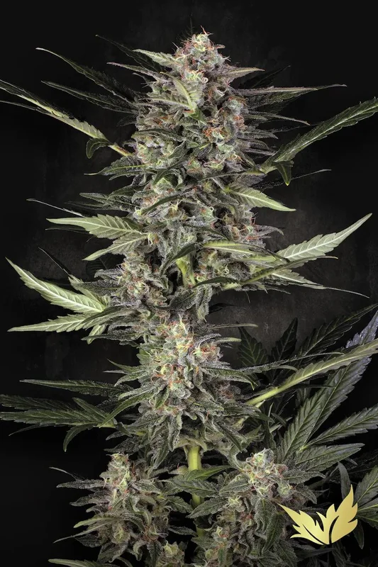 Wappa van Paradise Seeds