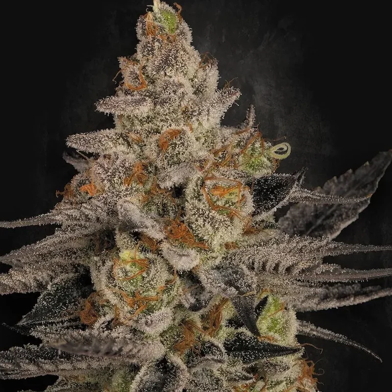 Chocolate Wafflez van Paradise Seeds